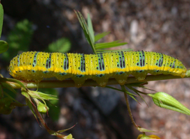 Cloudless Sulphur